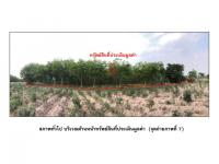 https://ww11.ohoproperty.com/209972/ธนาคารออมสิน/ขายที่ดิน/-/พนมดงรัก/สุรินทร์/