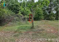 ที่ดินหลุดจำนอง ธ.ธนาคารอาคารสงเคราะห์ ทุ่งอรุณ โชคชัย นครราชสีมา