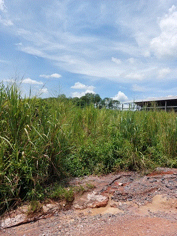 ที่ดินหลุดจำนอง ธ.ธนาคารกรุงเทพ ขุนทะเล เมืองสุราษฎร์ธานี สุราษฎร์ธานี