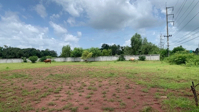 ที่ดินหลุดจำนอง ธ.ธนาคารกรุงเทพ แสลงพันธ์ เมืองสุรินทร์ สุรินทร์