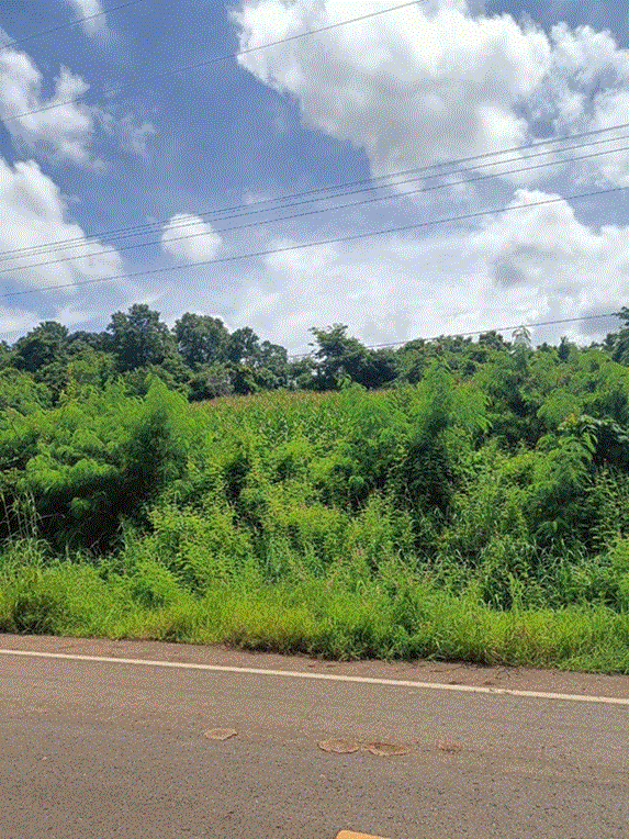 ที่ดินหลุดจำนอง ธ.ธนาคารกรุงเทพ กันจุ บึงสามพัน เพชรบูรณ์